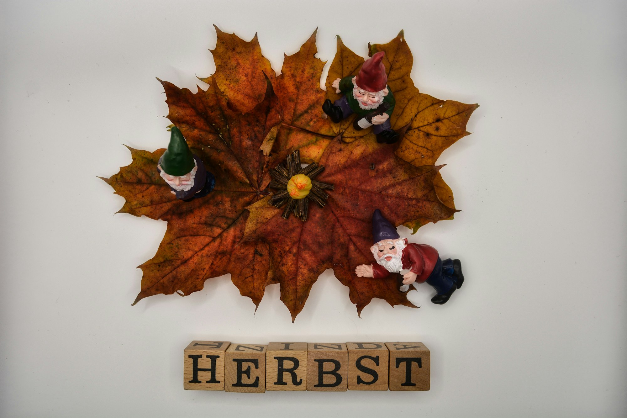 Closeup of small garden gnomes sitting on an autumn leaf with the word Herbst